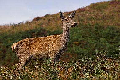 祭出钞能力 《艾尔登法环》卢恩交易现身网购平台